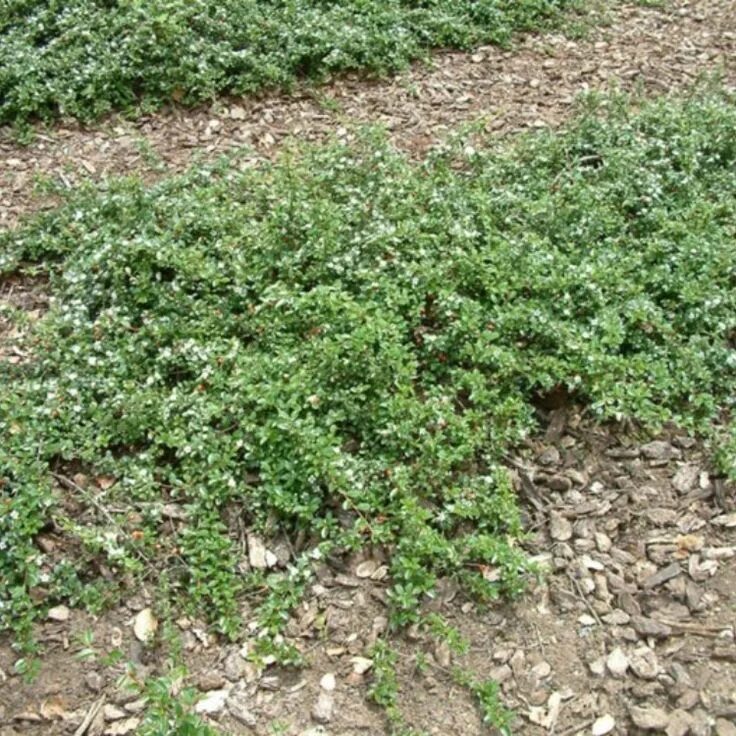 Почвопокровные кустарники и полукустарники фото Cotoneaster Dammeri 'Lowfast'