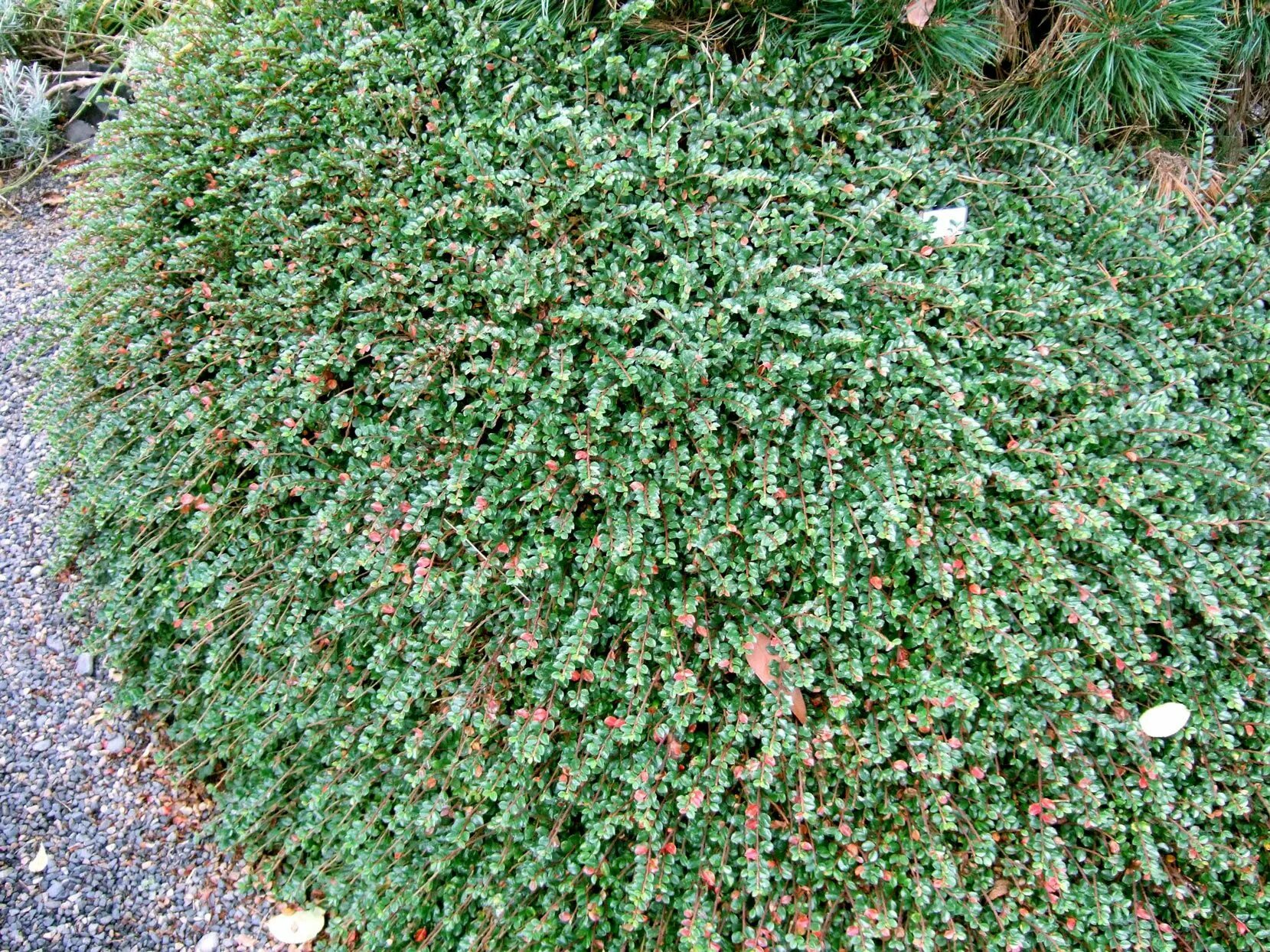 Почвопокровные кустарники и полукустарники фото How to Plant and Grow Cotoneaster