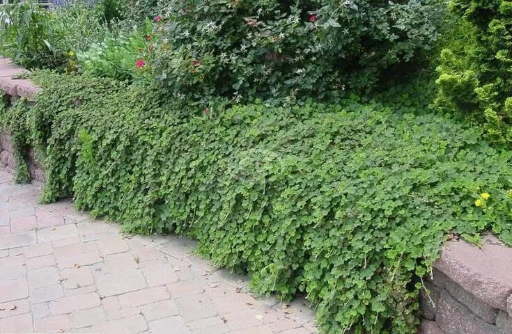 Почвопокровные кустарники и полукустарники фото Creeping Raspberry Ground Cover Classy Groundcovers Plants, Ground cover, Creepi