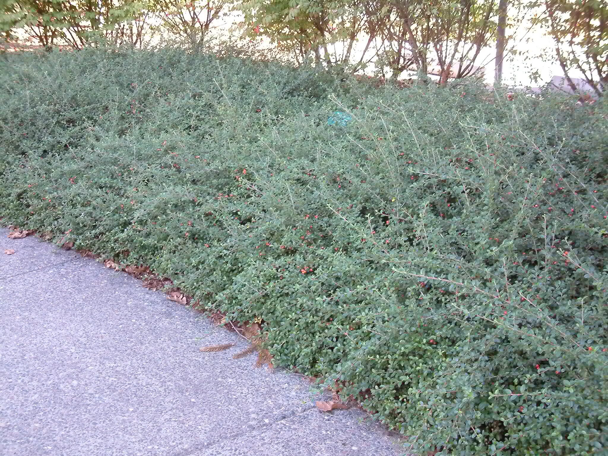 Почвопокровные кустарники и полукустарники фото с названиями Cotoneaster dammeri 'Coral Beauty' - Coral Beauty Bearberry Cotoneaster PlantMas