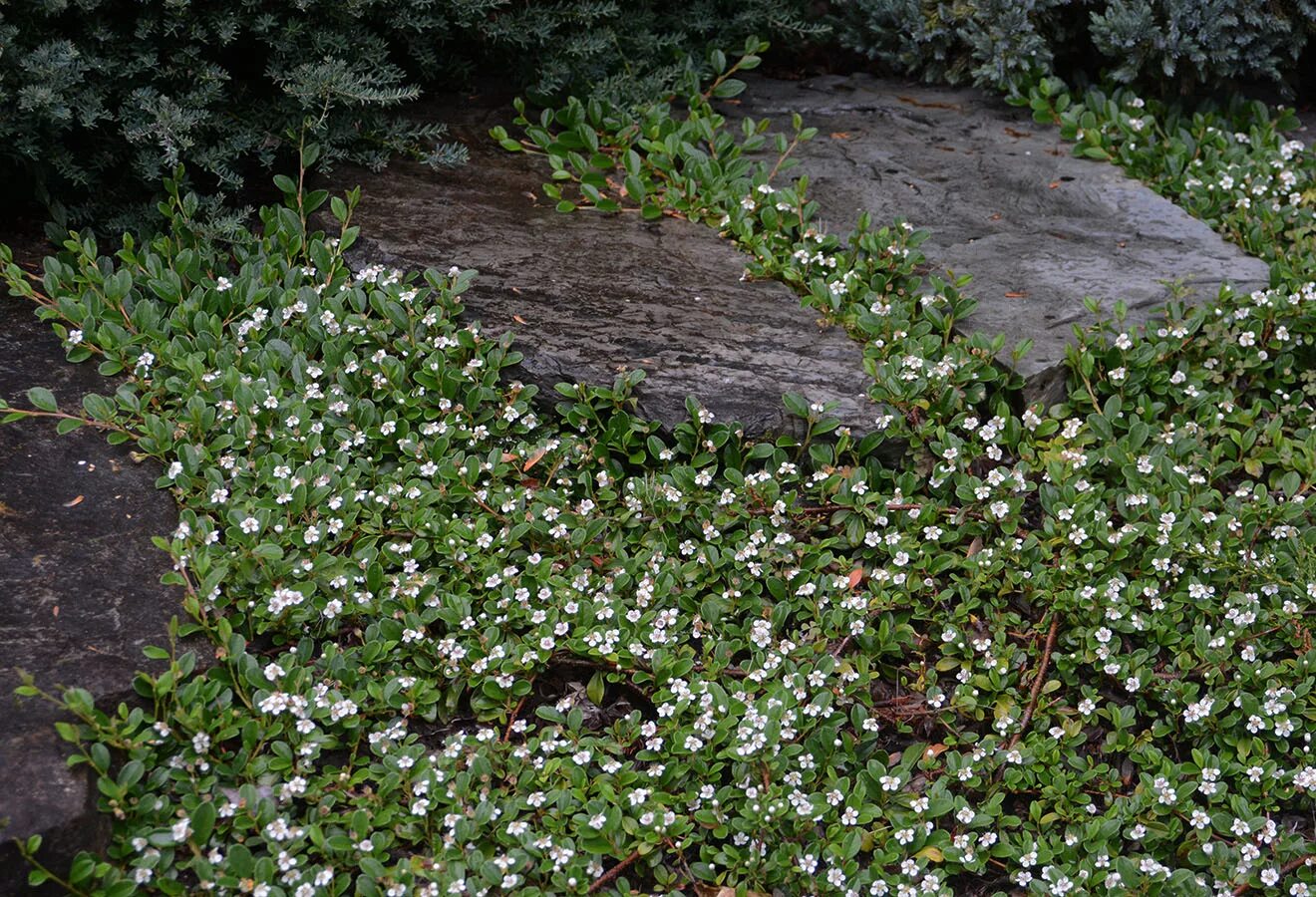 Почвопокровные кустарники и полукустарники фото с названиями Cotoneaster dammeri 'Lowfast' Landscape Plants Oregon State University