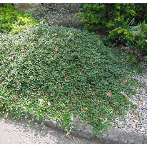 Почвопокровные кустарники и полукустарники фото с названиями Cotoneaster dammeri : vente Cotoneaster dammeri / Cotoneaster dammeri Ground cov