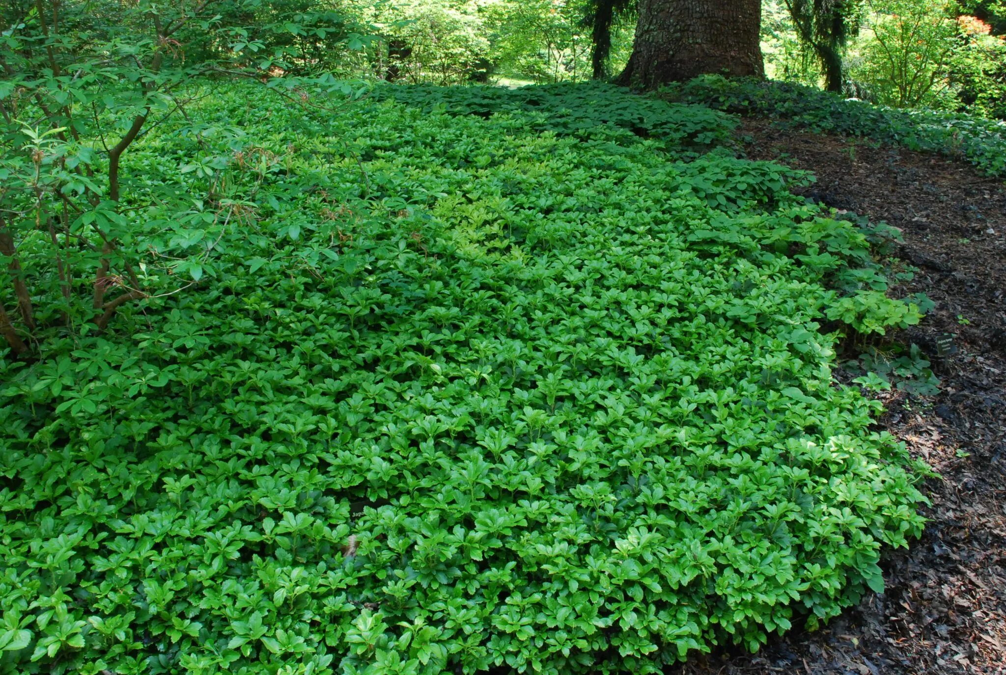 Почвопокровные кустарники и полукустарники фото с названиями Pachysandra Evergreen ground cover plants, Outdoor landscaping, Garden shrubs