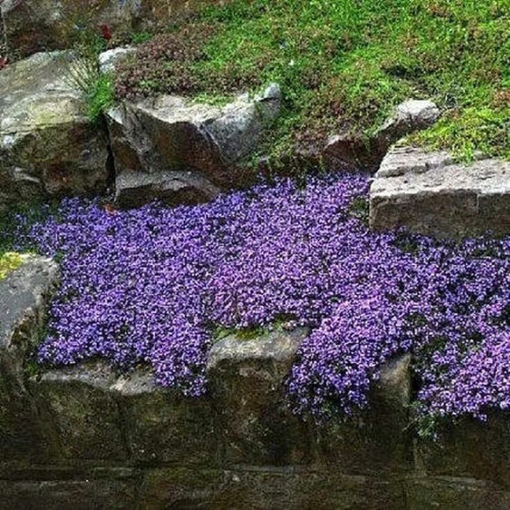 Aubrieta 'Blaumeise' - Blauwkussen Ground cover plants, Organic plants, Perennia