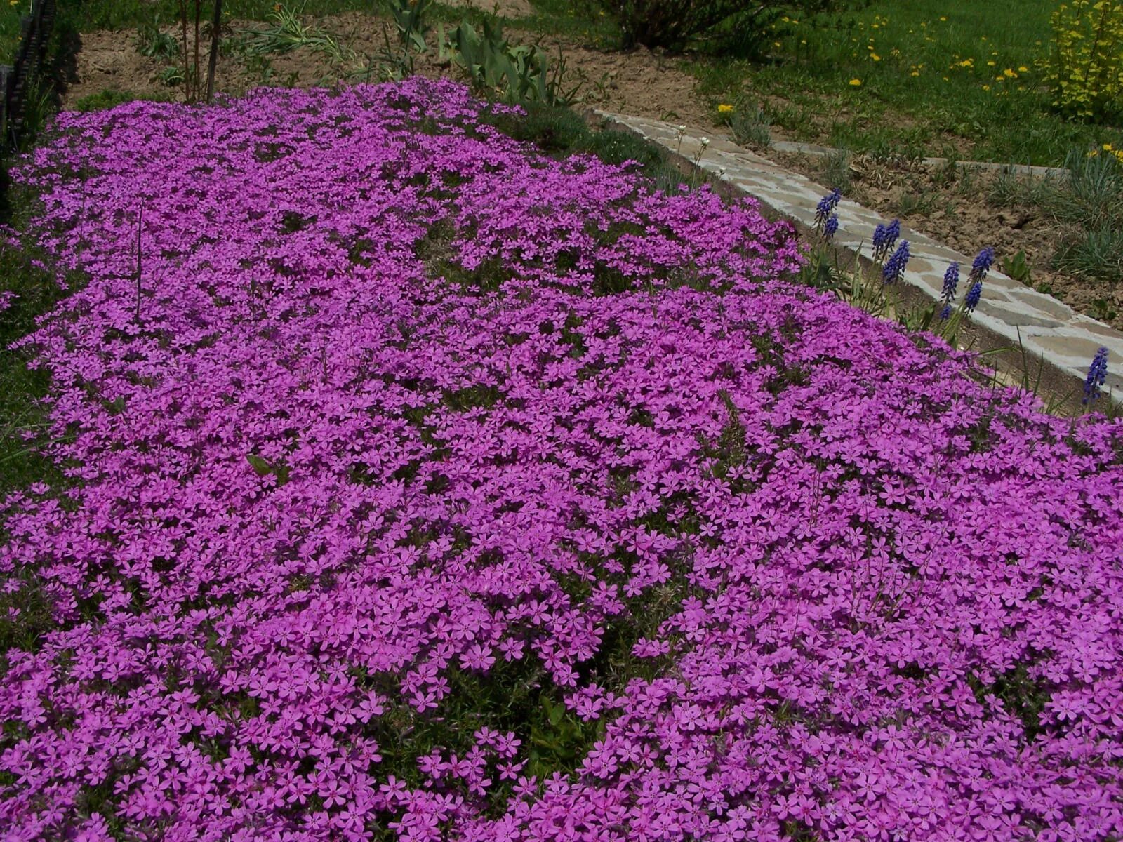 Почвопокровные многолетники морозостойкие низкие цветущие фото File:Phlox subulata a2.jpg - Wikimedia Commons