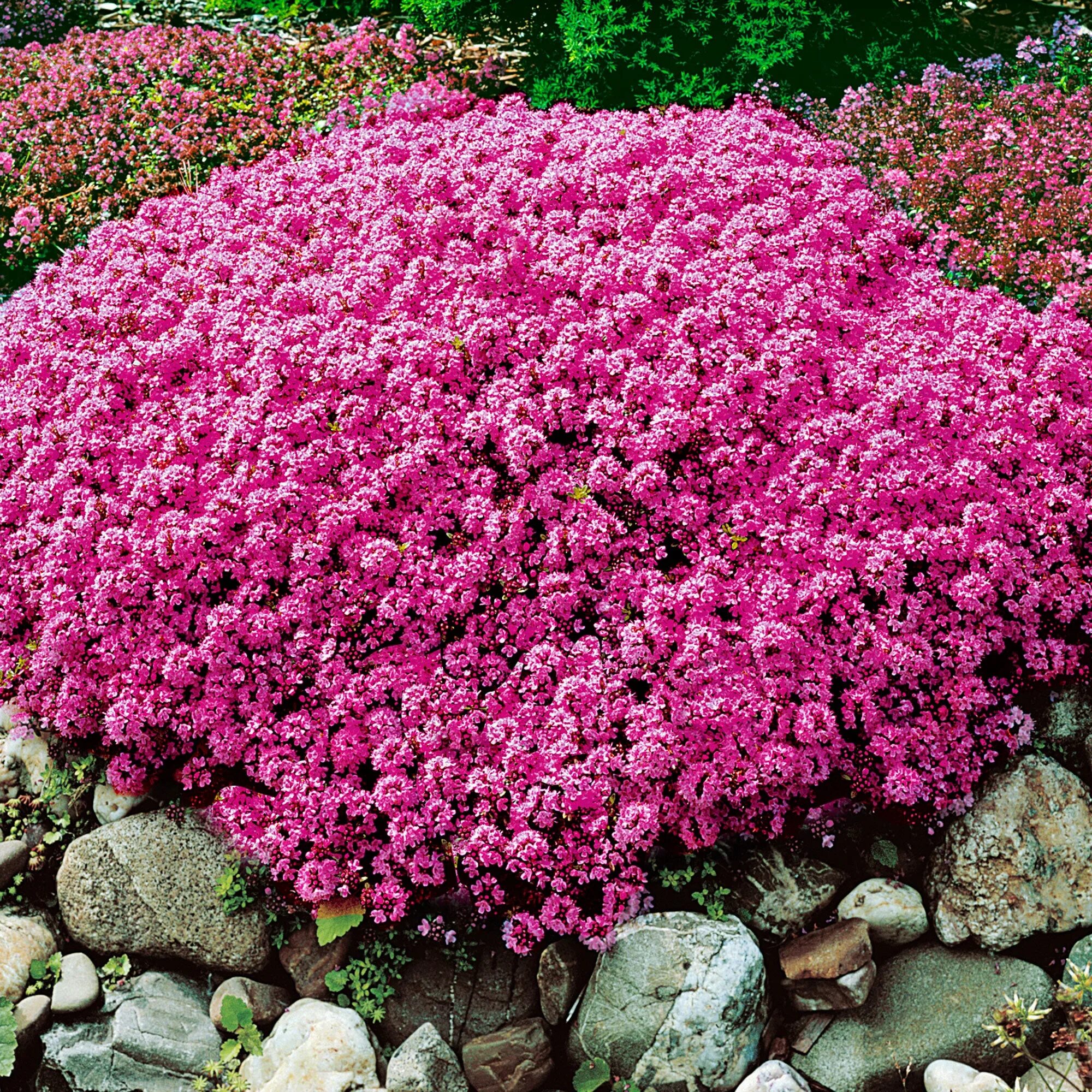 Почвопокровные многолетники морозостойкие низкие цветущие фото Buy hardy perennial Thymus serpyllum pink - Hardy plant Bakker.com