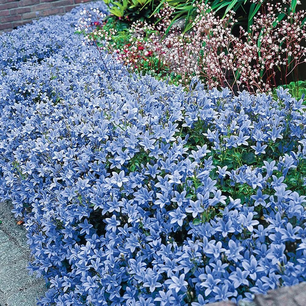 Почвопокровные многолетники морозостойкие низкие цветущие фото Spring Hill Nurseries 2.5 in. Pot Dalmatin Bellflower (Campanula), Live Deciduou