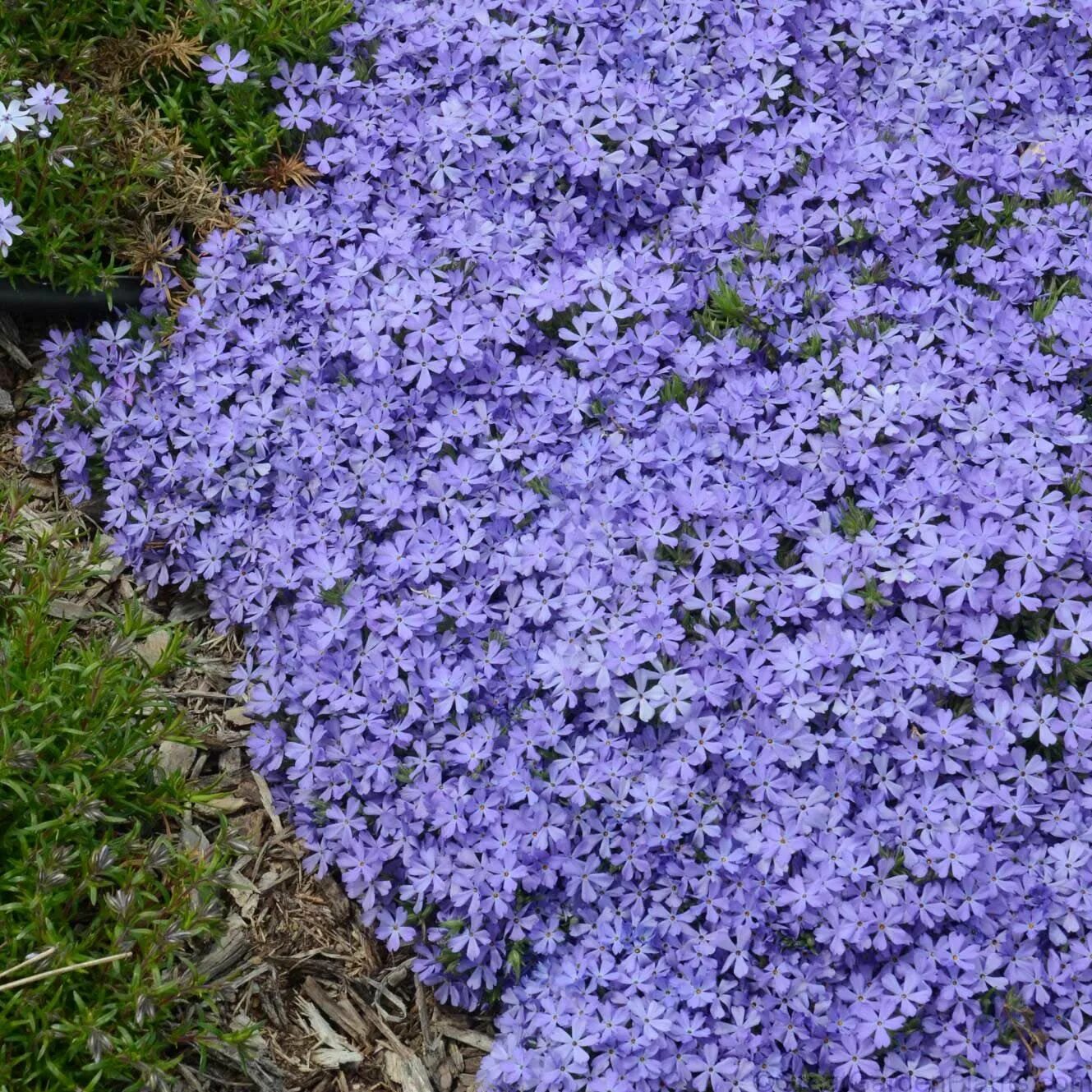 Почвопокровные многолетники морозостойкие низкие цветущие фото Creeping Phlox Violet Pinwheel Evergreen groundcover Spring blooms Blue Flowers 