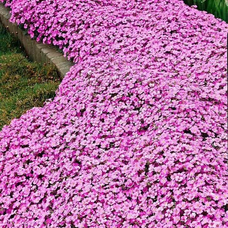 Почвопокровные многолетники морозостойкие низкие цветущие фото Aubrieta Pink Seeds Pink Rock Cress Perennial Flower Seeds Etsy in 2022 Perennia