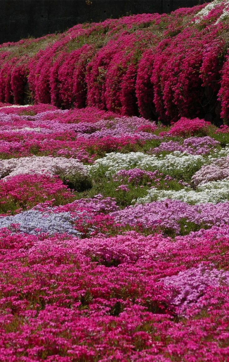 Почвопокровные многолетники морозостойкие низкие цветущие купить фото don't look back Moss phlox, Phlox flowers, Flower garden