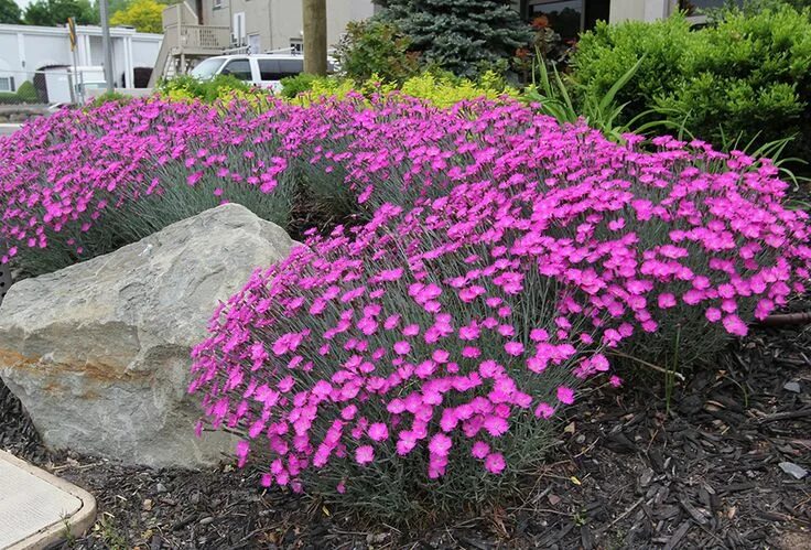 Почвопокровные многолетники морозостойкие низкие цветущие купить фото Dianthus 'Firewitch' - Pinks Grasses landscaping, Ground cover plants, Landscapi