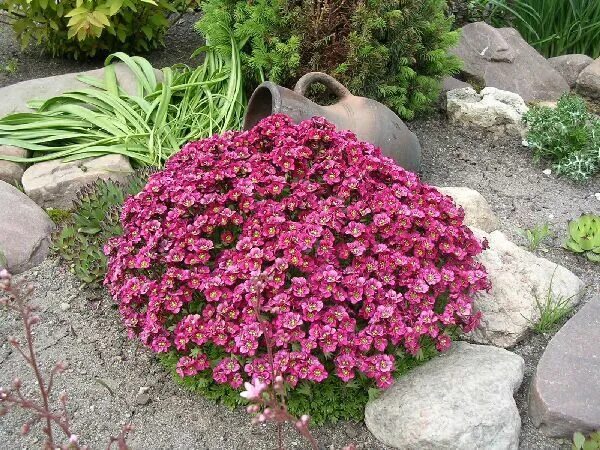 Promotion!100 Pcs/bag Creeping Thyme Bonsai Or Multi-color Rock Cress Plant - Pe