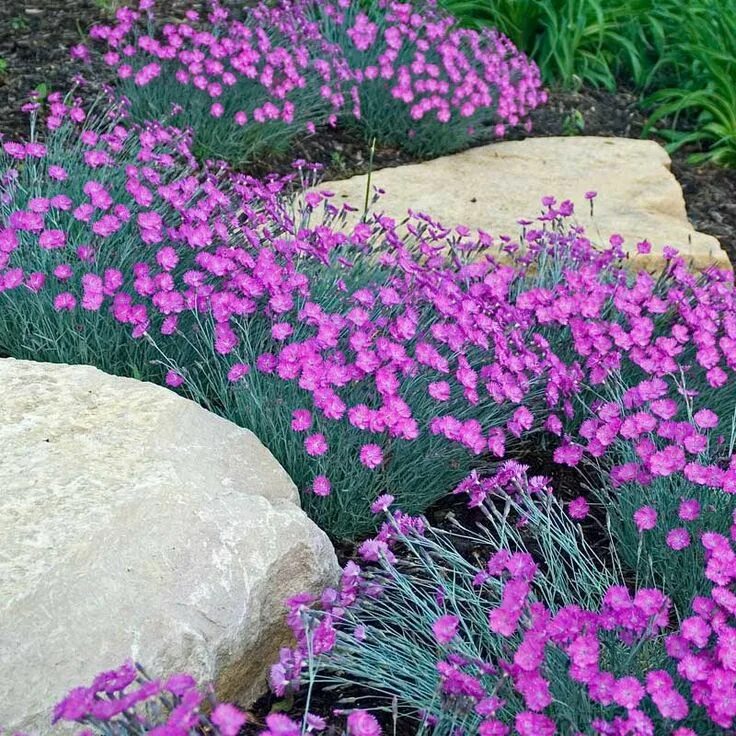 Почвопокровные многолетники морозостойкие цветущие фото Firewitch' Dianthus Perennials Great Garden Plants Beautiful flowers garden, Per