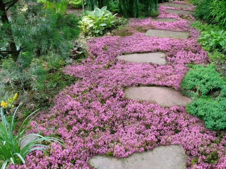 Почвопокровные многолетники морозостойкие цветущие фото bluehende-bodendecker-rosa-blumen-idee-gartenweg-steine Ground cover plants, Gro