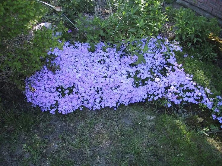 Почвопокровные многолетники цветущие все лето фото Creeping phlox - I don't have this color in my garden areas, but I do like it. G