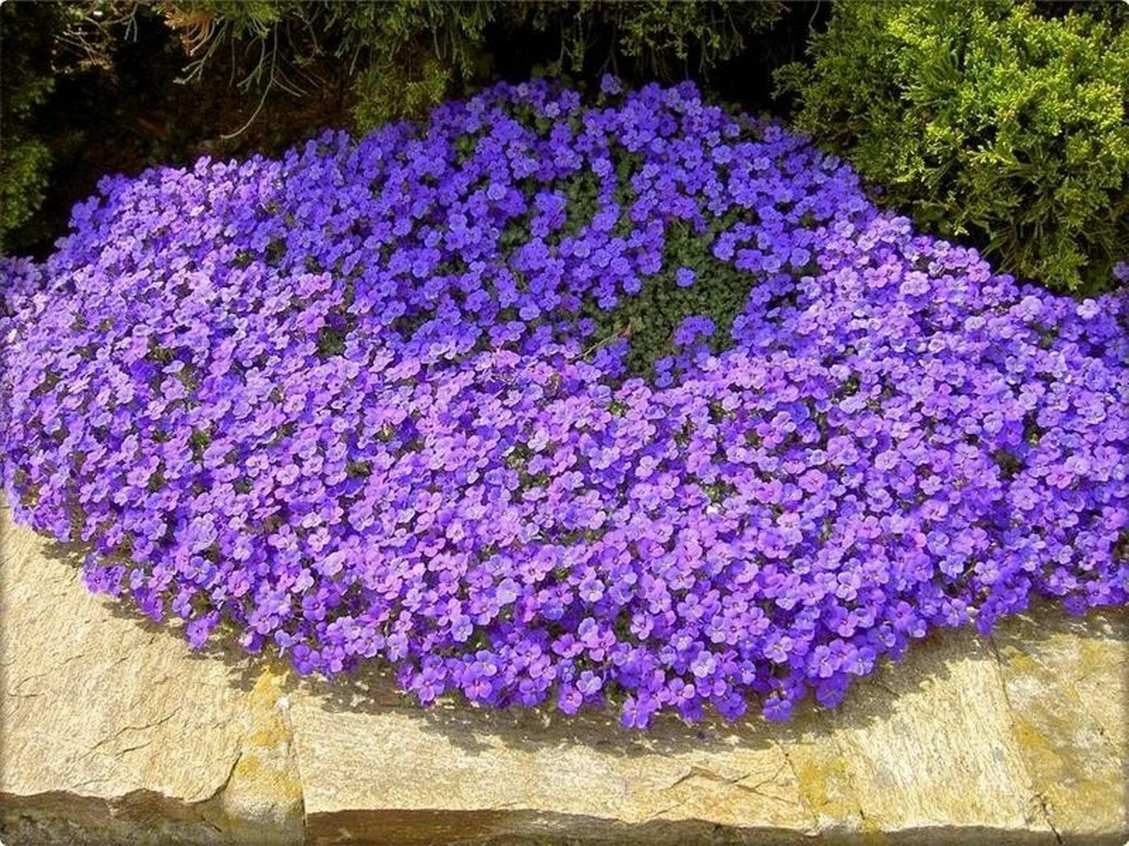 Почвопокровные многолетники цветущие все лето фото Lilacbush - 30 seeds - Aubrieta deltoidea Eco garden, Home garden plants, Outdoo