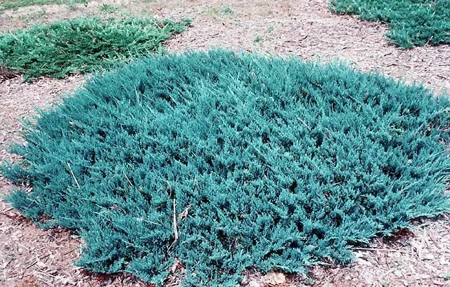 Почвопокровные можжевельники сорта с фото Juniper blue chip Ground cover plants, Trees to plant, Juniper plant