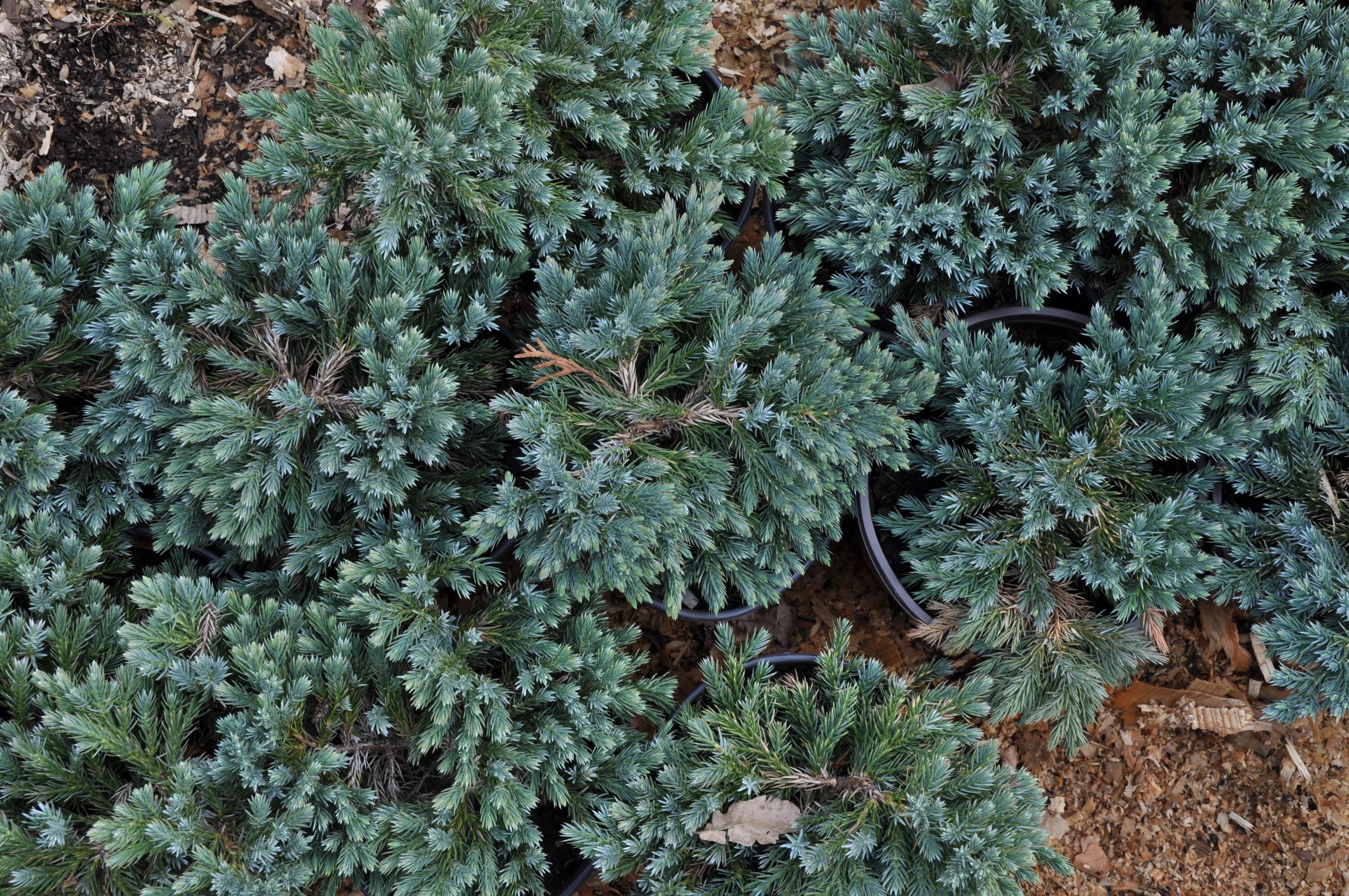 Почвопокровные можжевельники сорта с фото File:Juniperus squamata-Blue Star-Malochyně.jpg - Wikimedia Commons