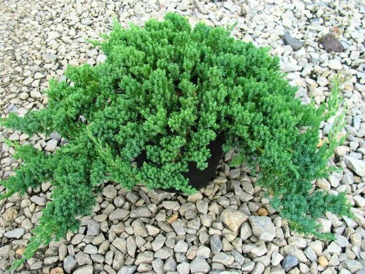 Почвопокровные можжевельники сорта с фото Dwarf Japanese Garden Juniper (Please Select Size Below) (With images) Japanese 