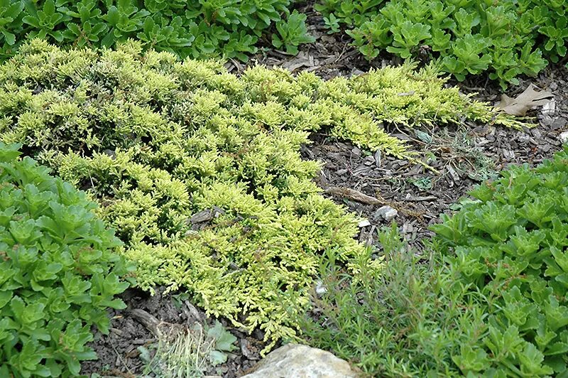 Почвопокровные можжевельники сорта с фото Mother Lode Juniper (Juniperus horizontalis 'Mother Lode') in Columbus Dublin De