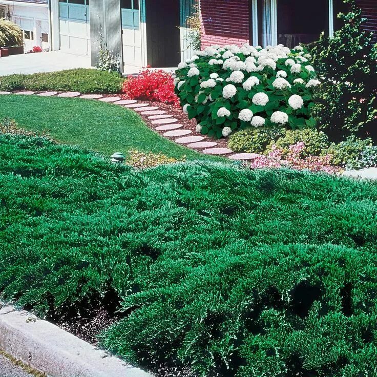 Почвопокровные можжевельники сорта с фото и описанием Spring Hill Nurseries 2.5 Qt. Blue Rug Juniper (Juniperus), Live Evergreen Plant