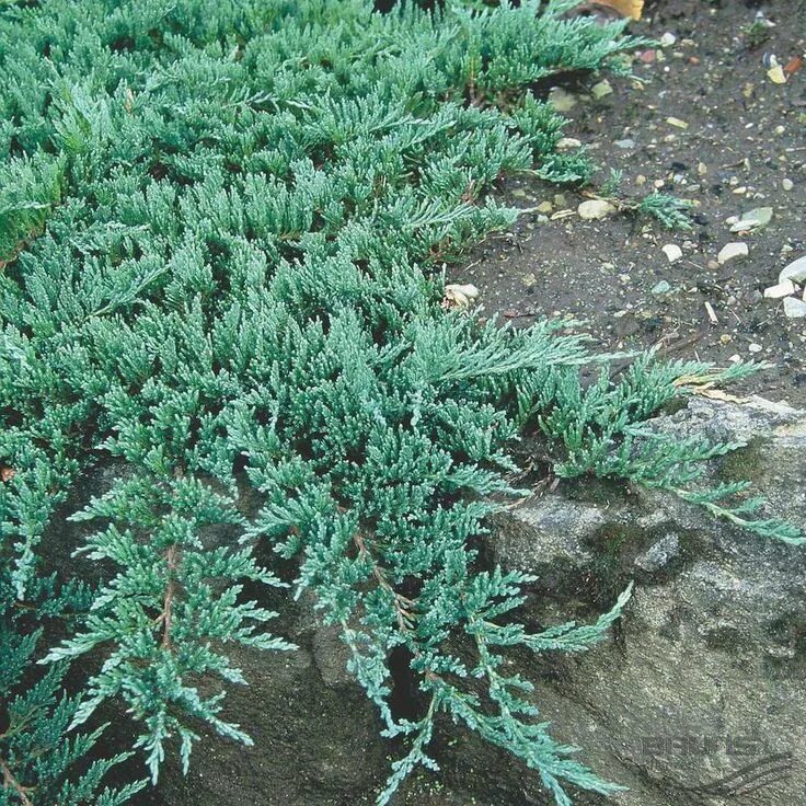 Почвопокровные можжевельники сорта с фото и описанием Juniperus 'Creeping Juniper' 6" Pot