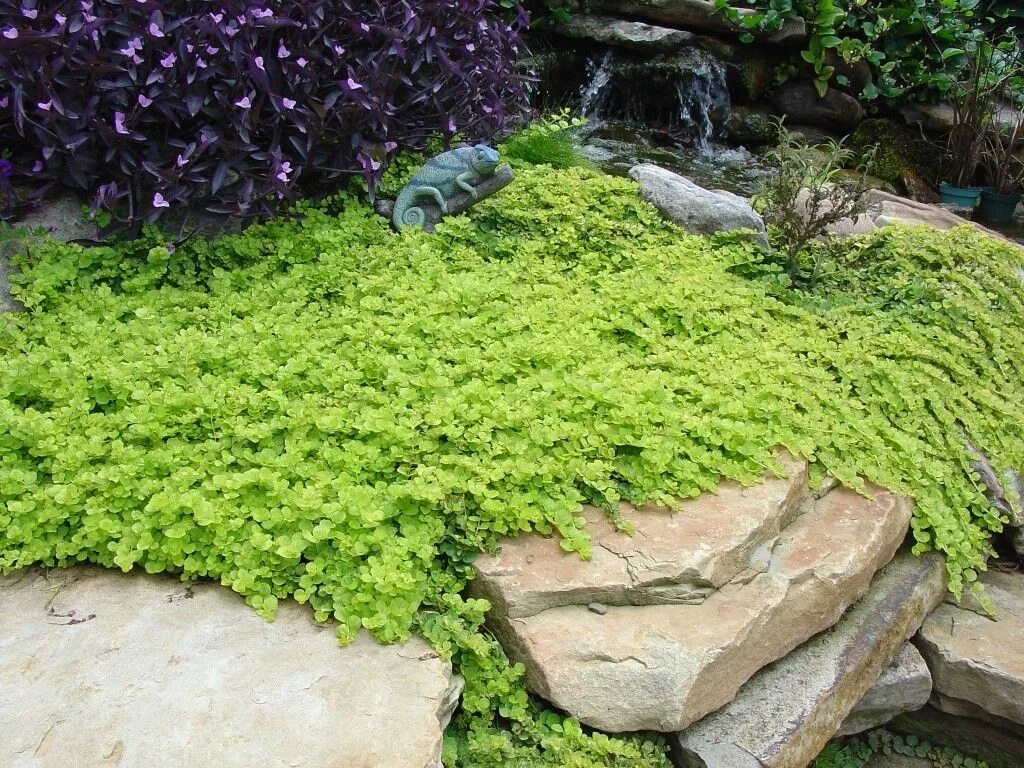 Почвопокровные низкие цветущие фото Hugh Conlon, Horticulturalist, Professor, Lecturer, and Gardener Shade garden pl
