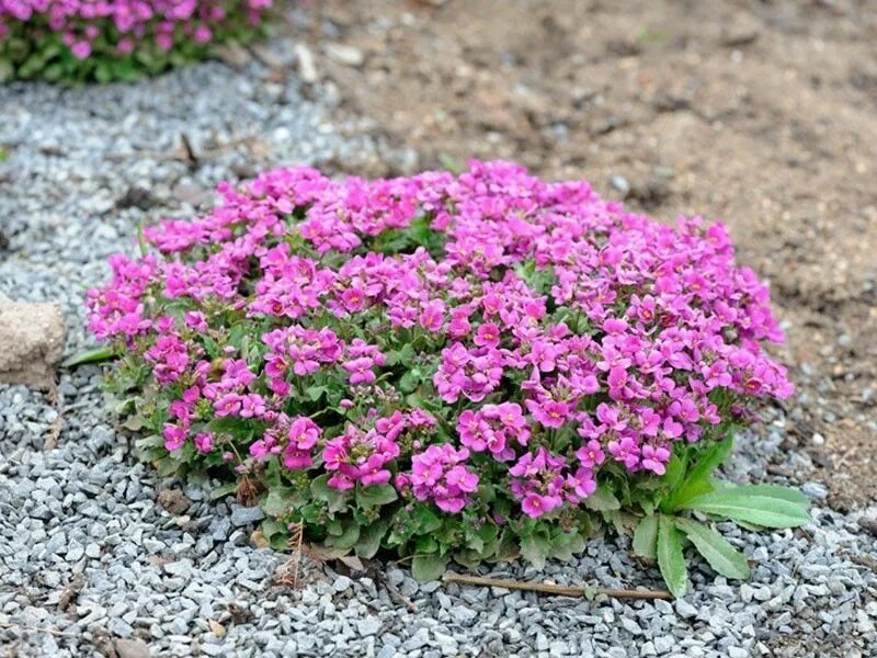 Почвопокровные низкие цветущие фото Пин на доске Gartengestaltung