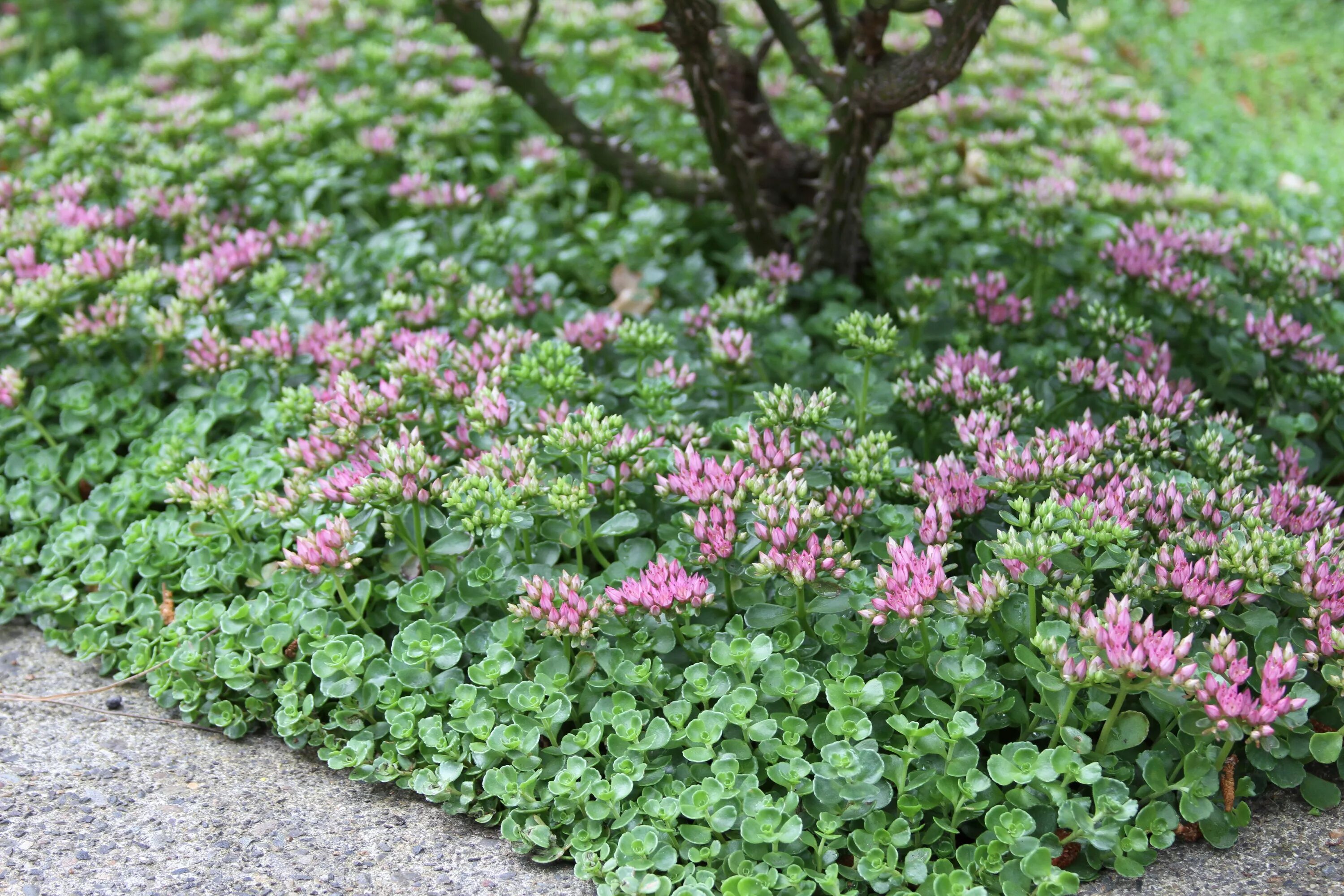 Почвопокровные низкие цветущие фото John Creech Stonecrop - Monrovia - John Creech Stonecrop Sedum, Backyard plants,