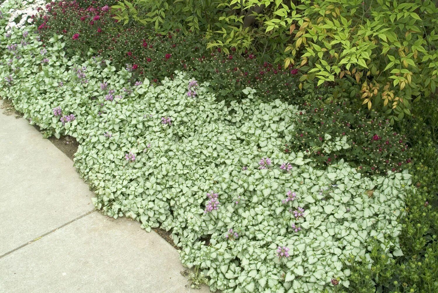 Почвопокровные низкие цветущие фото Pin on shade garden ideas