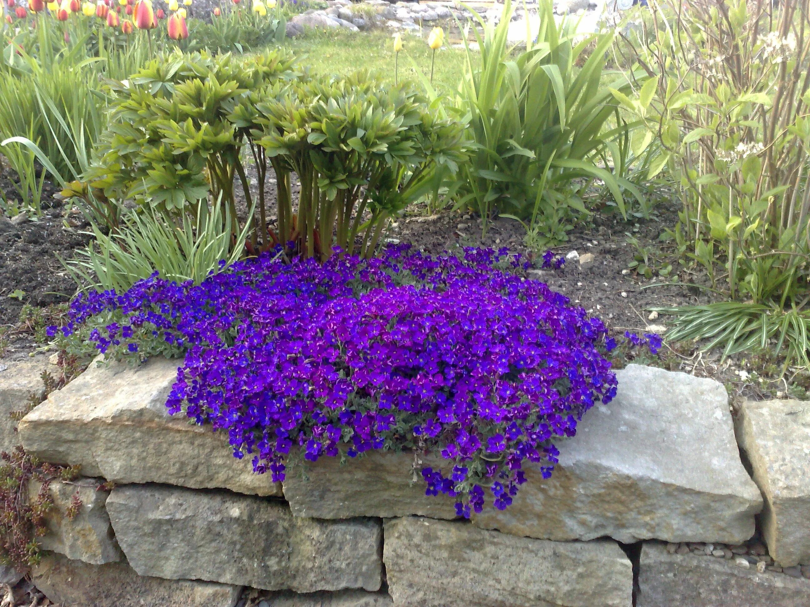 Почвопокровные низкие цветущие фото Aubrieta 'Blaumeise' - Blauwkussen Ground cover plants, Organic plants, Perennia
