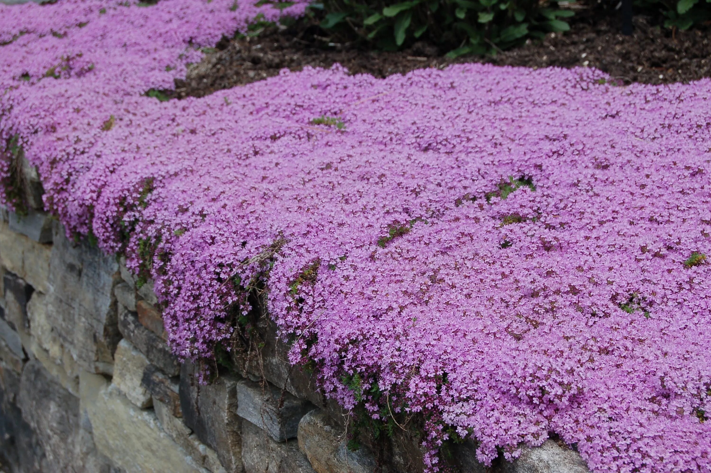Почвопокровные низкие цветущие фото Creeping Thyme: Plant Care & Growing Guide Ground cover plants, Ground cover, Pl