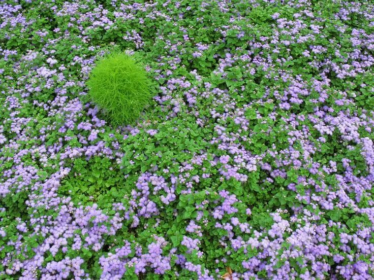 Почвопокровные низкие цветущие фото Blue Danube / Blue Hawaii / Ageratum houstonianum / カ ッ コ ウ ア ザ ミ / ア ゲ ラ タ ム He
