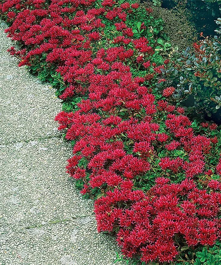 Почвопокровные низкие цветущие фото Look what I found on #zulily! Live Red Creeping Sedum - Set of Four by Spring Hi
