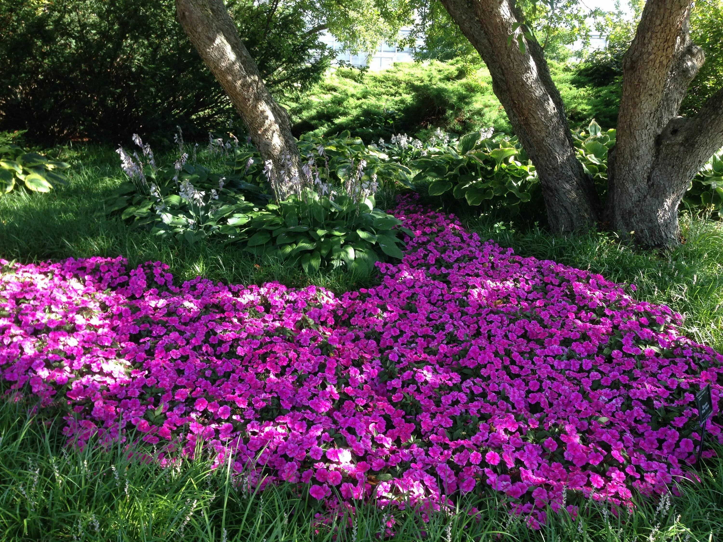 Почвопокровные однолетники цветущие фото Pink Petunias: A Beautiful Ribbon of Color