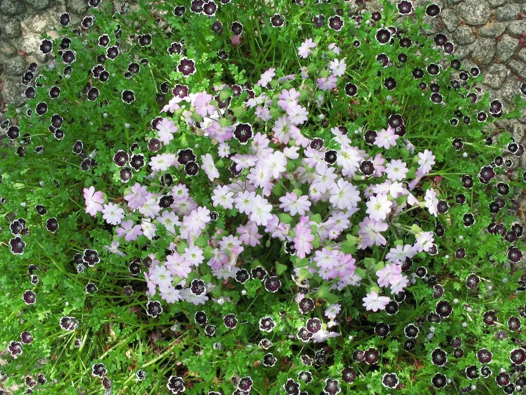 Почвопокровные однолетники цветущие фото Flowers / 花(は な) Plants, Garden
