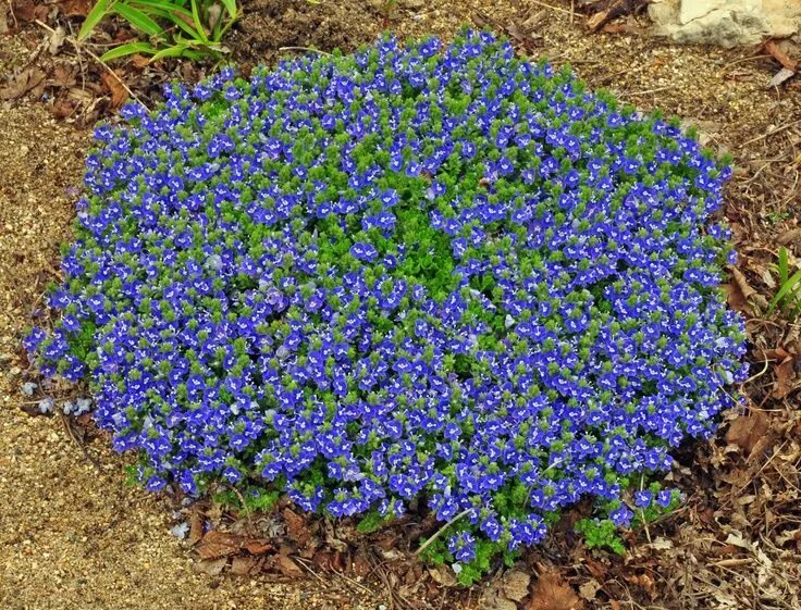 Почвопокровные однолетники цветущие фото creeping blue veronica Tidal pool, Ground cover, Edging plants