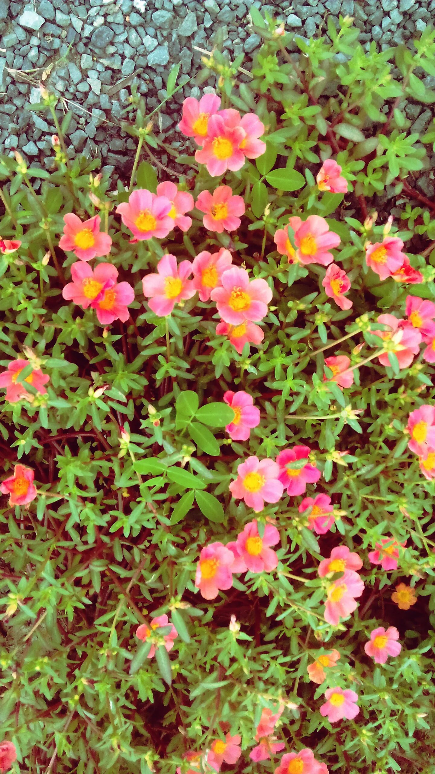 Почвопокровные однолетники цветущие фото Free Images : flower, flora, shrub, groundcover, flowering plant, annual plant, 