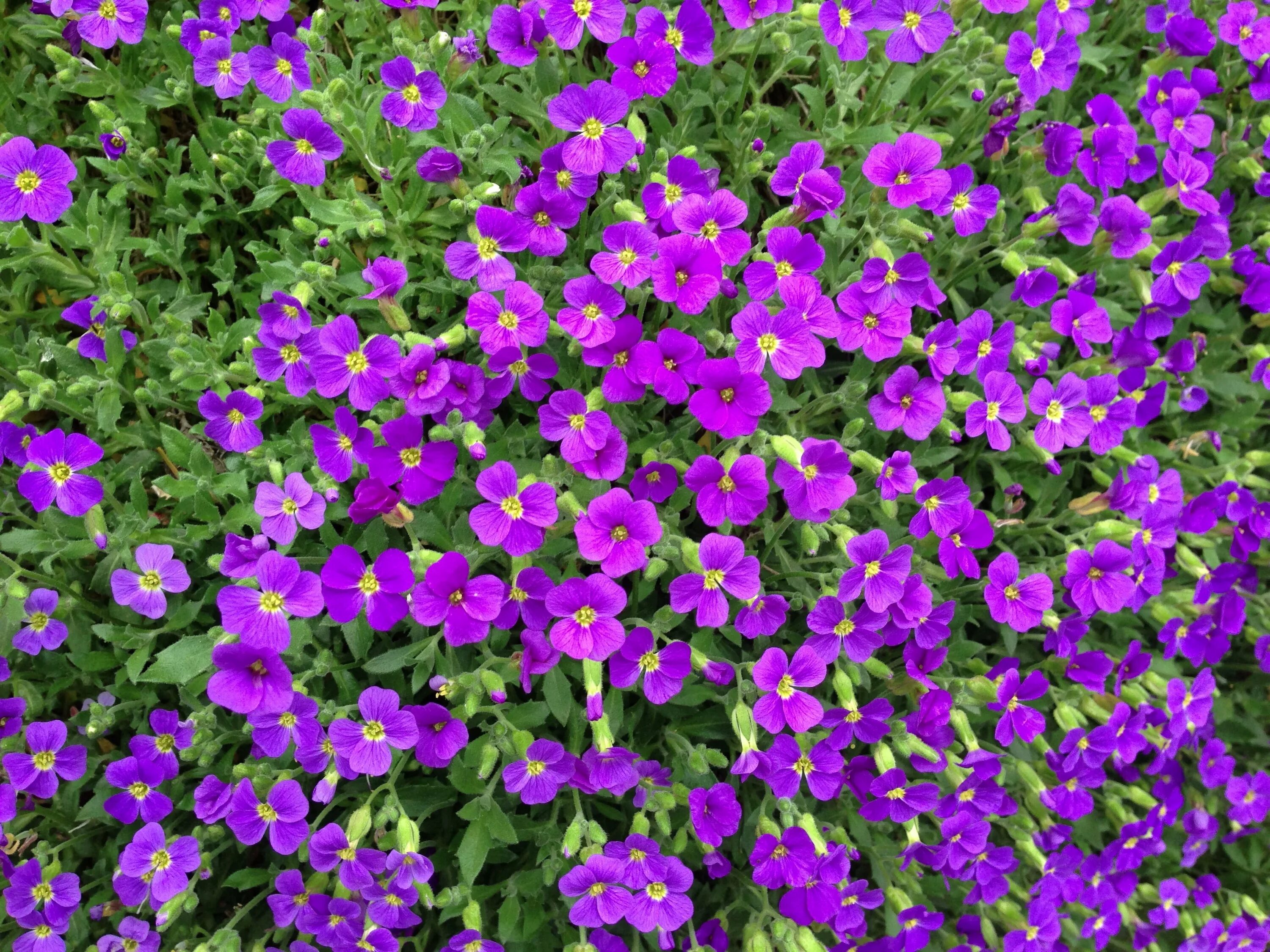 Почвопокровные однолетники цветущие фото Free Images : blossom, flower, bloom, spring, groundcover, viola, ornamental pla