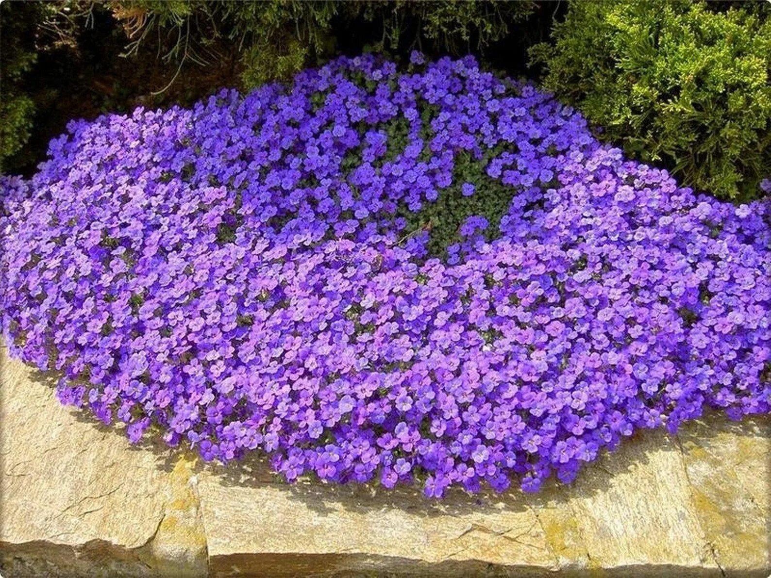 Почвопокровные однолетники цветущие фото Lilacbush - 30 seeds - Aubrieta deltoidea Eco garden, Home garden plants, Outdoo