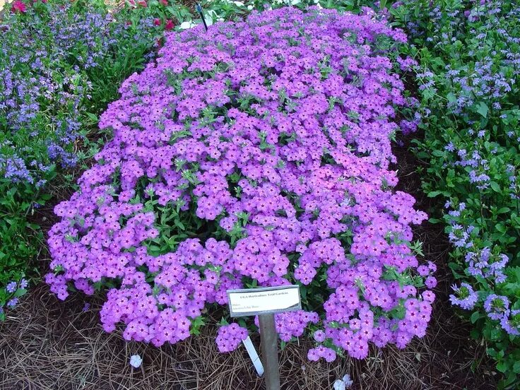 Почвопокровные однолетники цветущие фото Phlox 'Intensia Lilac Rose' Rockery garden