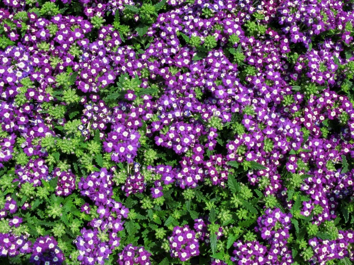 Почвопокровные однолетники цветущие фото Gambar : menanam, pola, tinggi, herba, bunga liar, Latar Belakang, groundcover, 