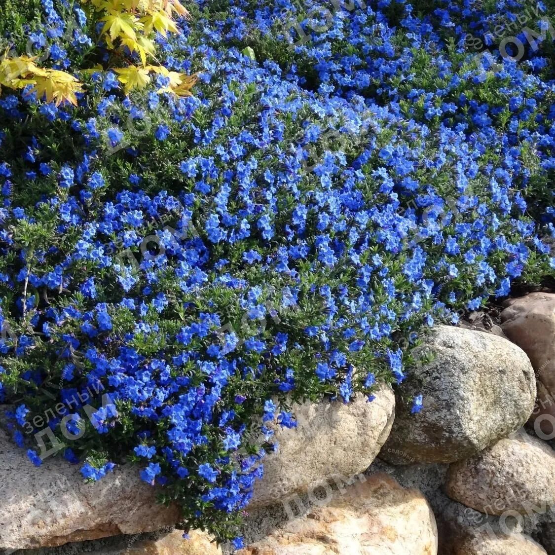 Почвопокровные однолетники цветущие фото Литодора раскидистая Heavenly Blue - Купить саженцы в Екатеринбурге в интернет-м
