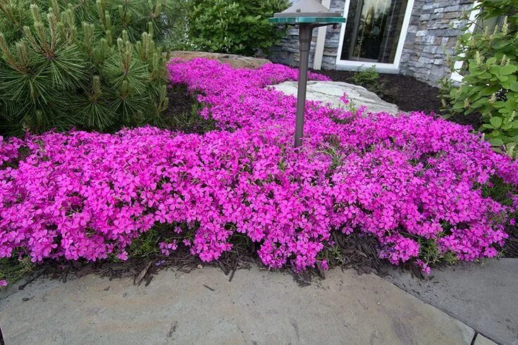 Почвопокровные однолетники цветущие фото Creeping Phlox 'Home Fire's' Purple flowers garden, Ground cover plants, Creepin