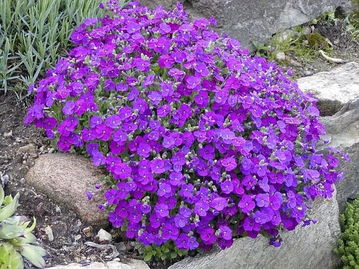 Почвопокровные однолетники цветущие фото Aubrietia Blaumise Piante da giardino, Piante perenni, Giardini perenni
