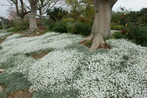 Почвопокровные посадка и уход фото SNOW IN SUMMER - CERASTIUM TOMENTOSUM -1500 SEEDS - PERENNIAL PERENNIAL FLOWER e