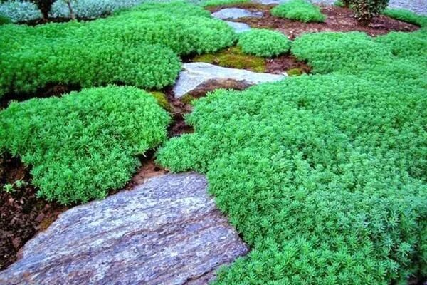 Почвопокровные посадка и уход фото Седум Белый Мелкоцветковый - Завод ФЛОРА