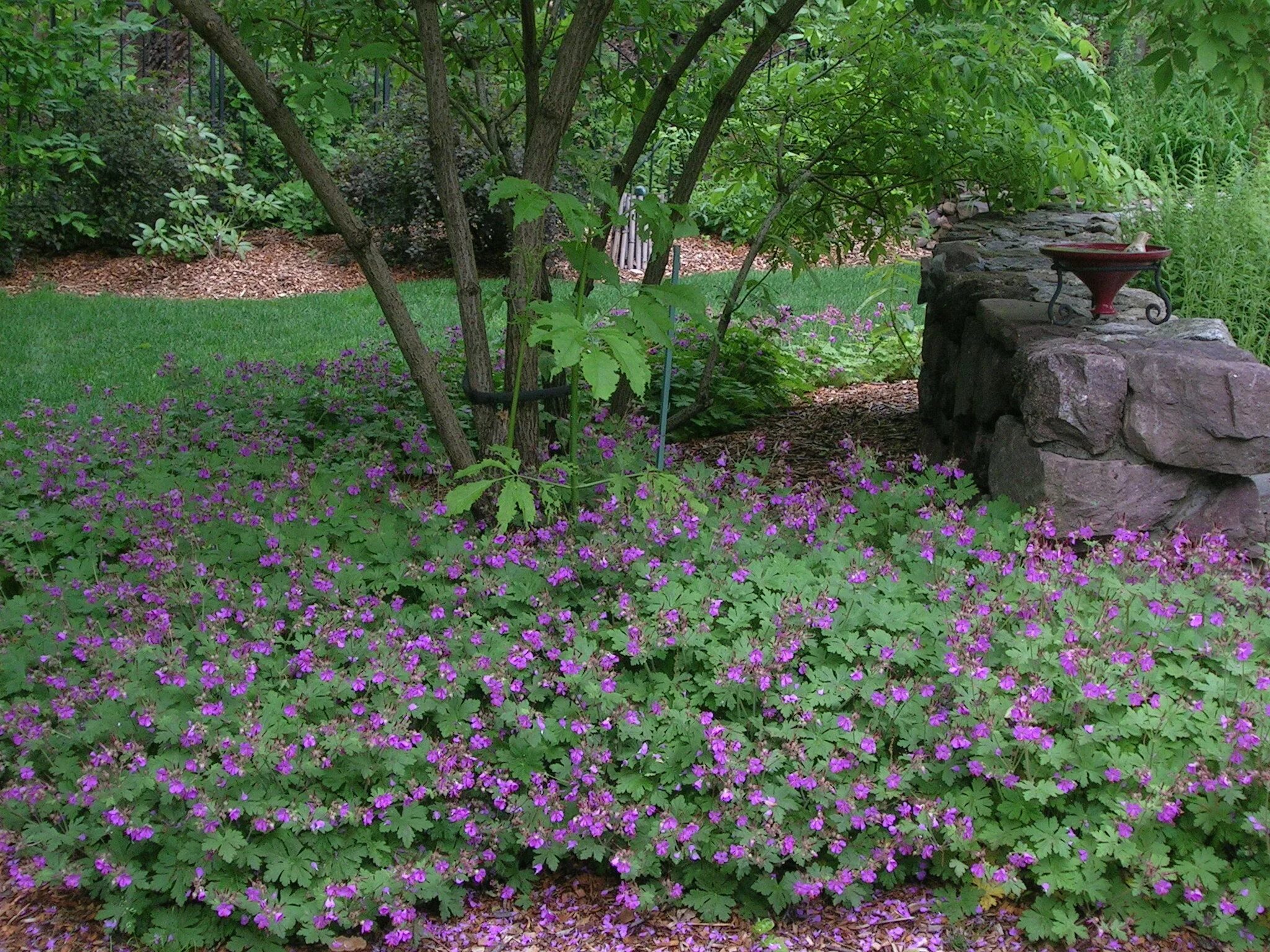 Почвопокровные посадка и уход фото Cranesbill Geraniums surrounding the patio Stone walls garden, Dream garden, Gar