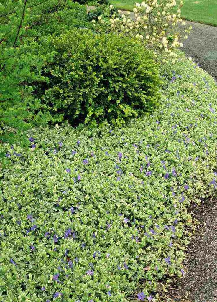 Почвопокровные посадка и уход фото plantes couvre sol vivaces feuillage persistant-Vinca-Minor Plantes couvre-sol, 