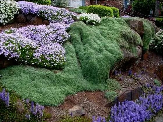 Почвопокровные растения для сада фото Macierzanka wczesna 'Pygmaeus' Thymus praecox Ścieżki ogrodowe, Ogrodnictwo i Og